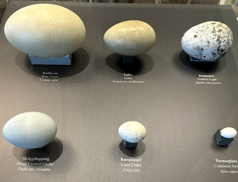 Das Naturzentrum (Naturum) Ottenby auf Öland Das Naturum Ottenby auf Öland